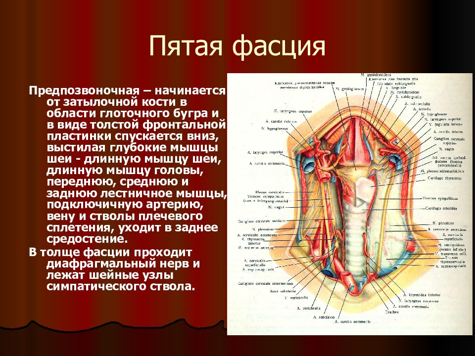 Шейная фасция. Пластинки шейной фасции. Предпозвоночная пластинка шейной фасции. Предпозвоночная фасция шеи. Глубокие мышцы шеи фасции.