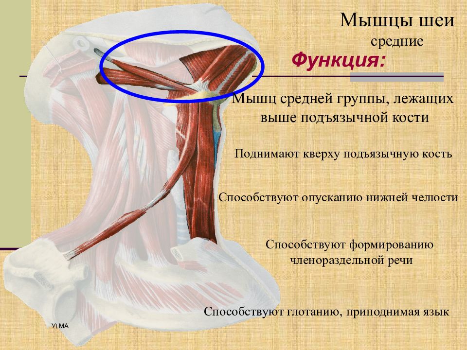 Мышцы расположенные ниже подъязычной кости