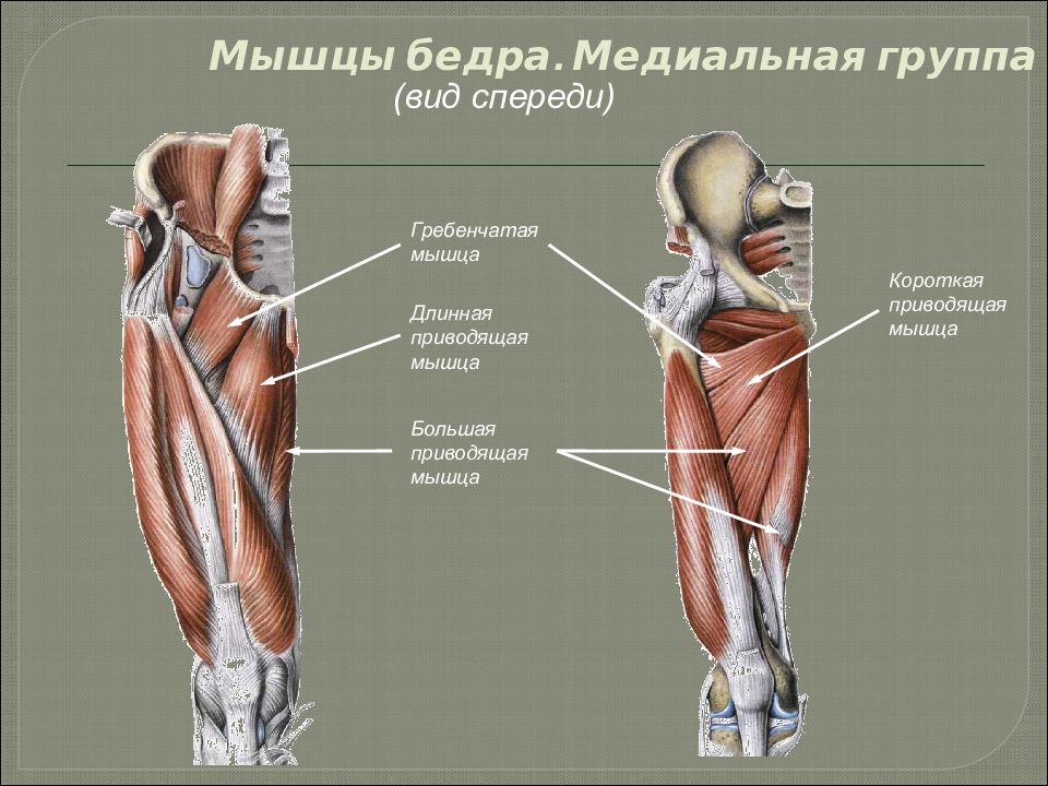 Укажите мышцы задней группы мышц бедра