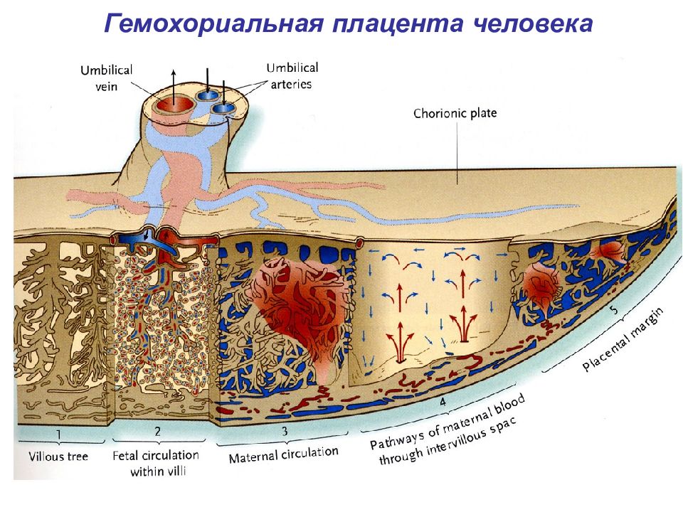 Плацента это. Строение плаценты гемохориального типа. Строение плаценты гистология. Гемохориальная плацента гистология. Котиледон плаценты гистология.