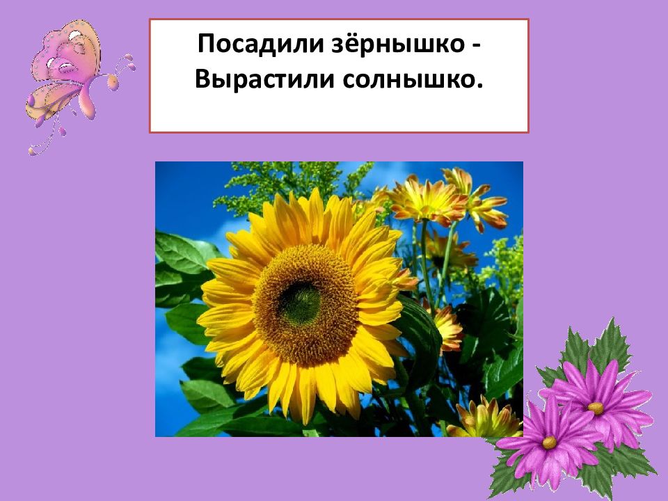 Выросло солнышко. Посадили зернышко вырастили солнышко. Солнце картинка для презентации. Загадака: посадили зёрнышко. Вырастили солнышко. Посадили зёрнышко вырастили солнышко 10