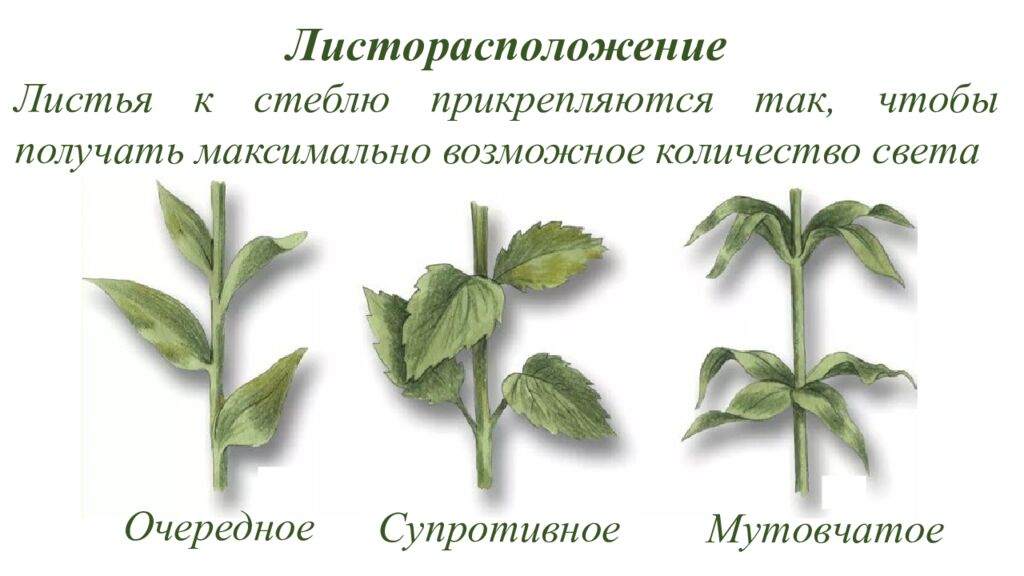 Особенности внешнего и внутреннего строения листа