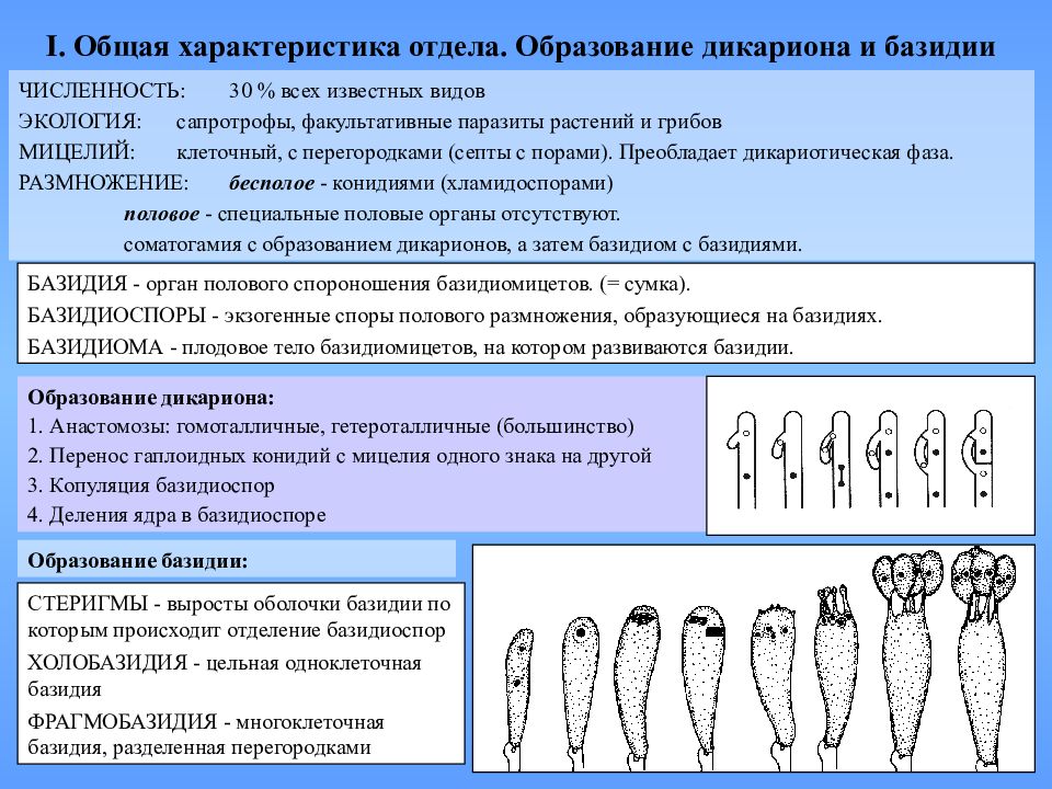 1 1 общая характеристика. Базидий у грибов. Базидиоспоры грибов формирование. Типы базидий у базидиомицетов. Образование базидий.