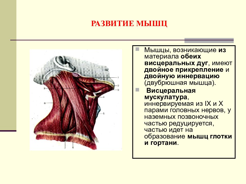 Двубрюшная мышца. Двубрюшная мышца начало и прикрепление. Функция двубрюшной мышцы шеи. Брюшко двубрюшной мышцы. Переднее брюшко двубрюшной мышцы функция.