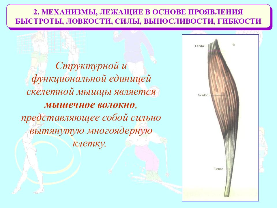 Основа скелетной мускулатуры составляют многоядерные волокна. Структурно - функциональной единицей мышцы является. Функциональной единицей скелетной мышцы является. Что является функциональной единицей мышцы.