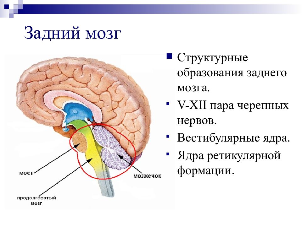 Ядра мозга образованный. Внешнее строение заднего мозга. Задний мозг строение и функции. Строение заднего мозга кратко.