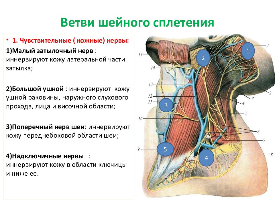 Нервные узлы сплетения. Кожные (чувствительные) нервы шейного сплетения. Двигательные мышечные ветви шейного сплетения иннервируют. Проекция иннервации шейного сплетения. Шейное сплетение анатомия.