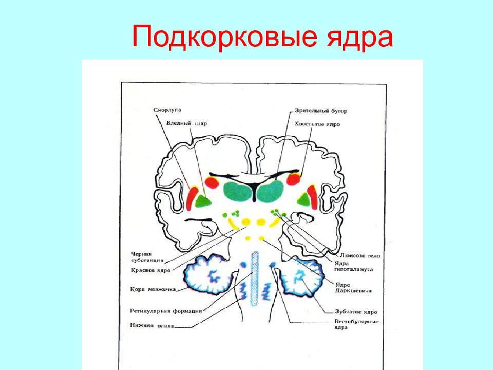 Подкорковые структуры. Подкорковые структуры мозга анатомия. Область базальных ядер головного мозга. Анатомия головного мозга человека базальные ядра. Базальные подкорковые ядра головного мозга.