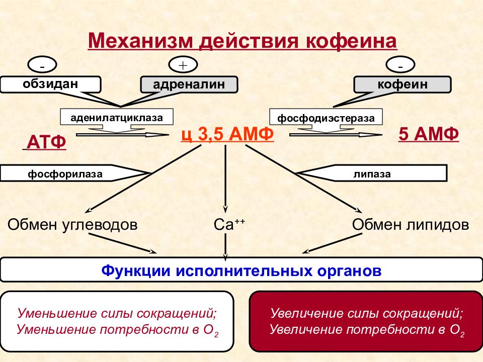 Механизм действия фармакология