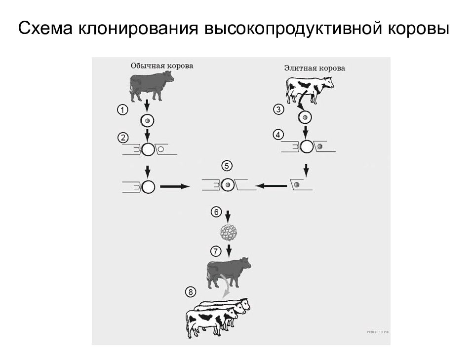 Схема клонирования высокопродуктивной коровы