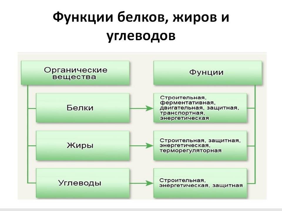 Биологическая роль белков схема