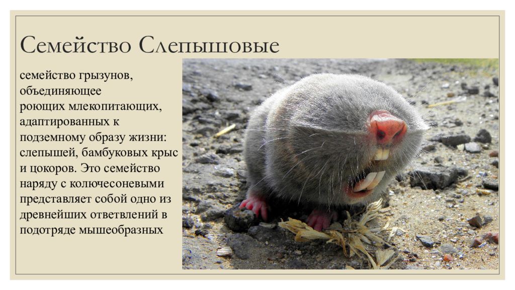 Слепыш фото и описание. Russian Mole rat. Семейство слепышовые представители. Роющие млекопитающие представители. Отряд Грызуны семейства род вид.