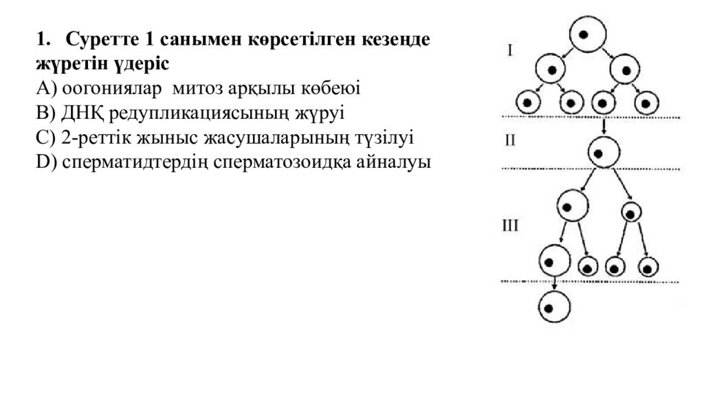 Гаметогенез. Адам гаметогенезінің сатылары. Сперматогенез бен оогенезді