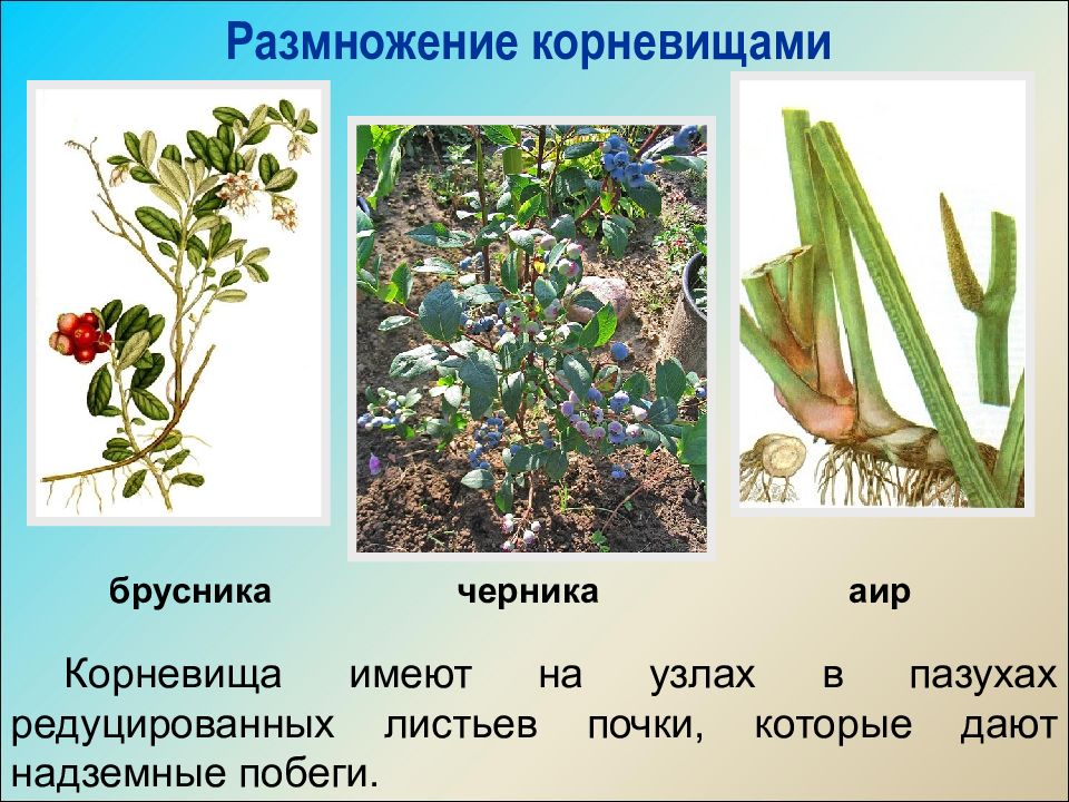 Растения имеющие корневище. Корневищами размножаются. Растения которые имеют корневище. Размножение брусники. Корневище примеры растений.