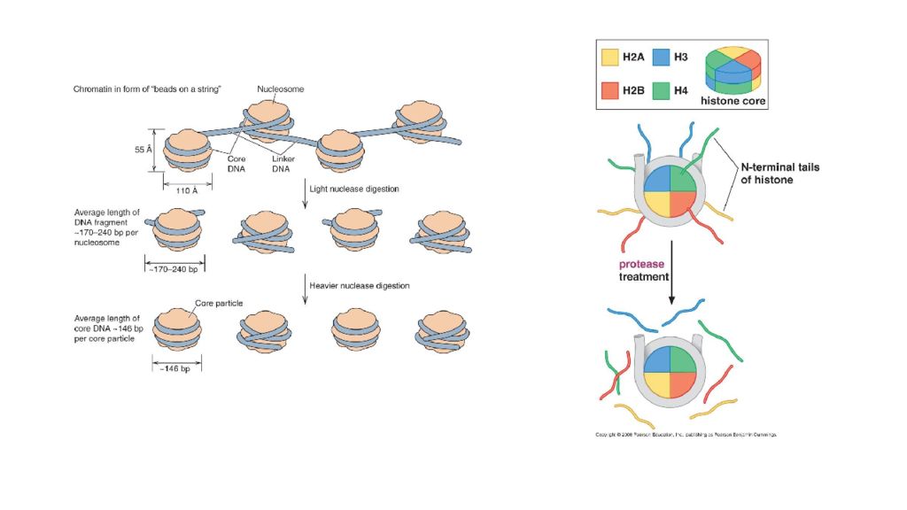 DNK ning tuzilishi va DNK replikatsiyasi DNK ning tuzilishi va DNK replikatsiyasi
