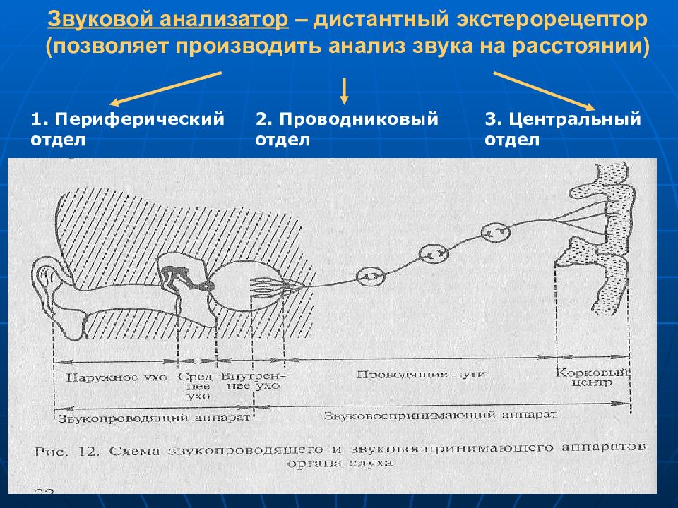 Презентация на тему вестибулярный анализатор мышечное чувство осязание 8 класс