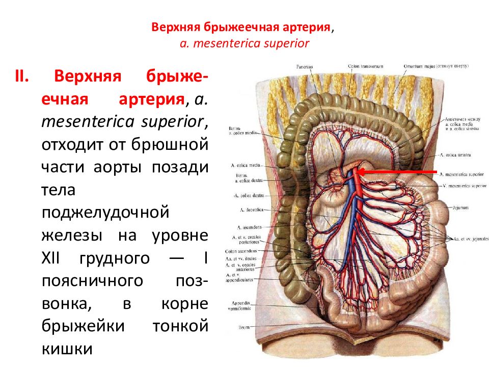 Брыжеечная артерия. Ветви a mesenterica Superior кровоснабжающие тонкую кишку. Верхняя брыжеечная артерия анатомия. Верхняя брыжеечная артерия анатомия кровоснабжает. Топография верхней брыжеечной артерии.