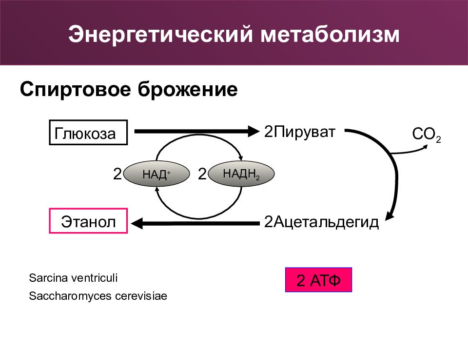 Д обмен. Схема спиртового брожения. Метаболизм. Энергетический метаболизм. Брожение метаболизм.