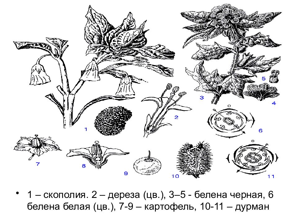 Белена схема. Белена черная диаграмма цветка. Диаграмма цветка белены черной. Диаграмма цветка дурмана. Коробочка белены строение.