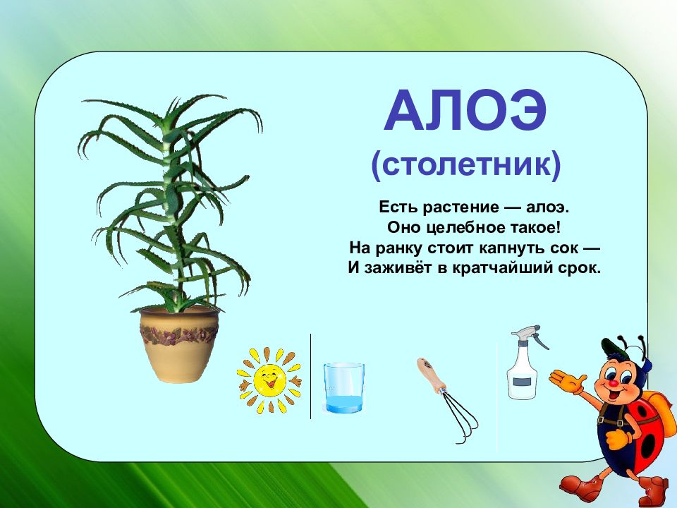 Презентация на тему комнатные растения в старшей группе