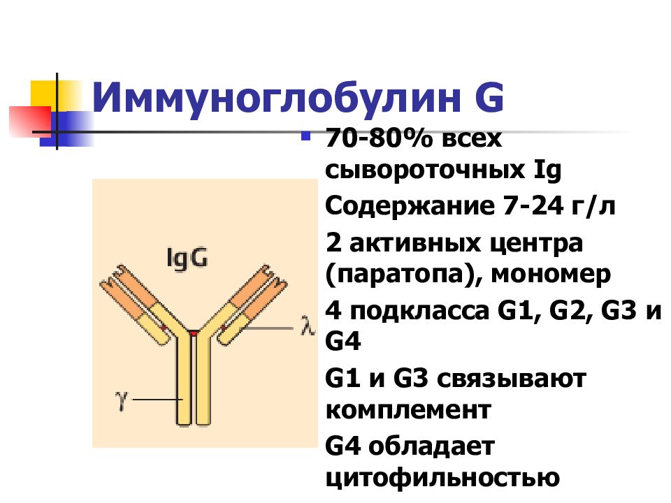 Иммуноглобулины g положительно. Иммуноглобулин g1 g2 g3 g4. Иммуноглобулин g3. Иммуноглобулина (Immunoglobulin, ig) g4/Каппа. Подклассы иммуноглобулинов м.