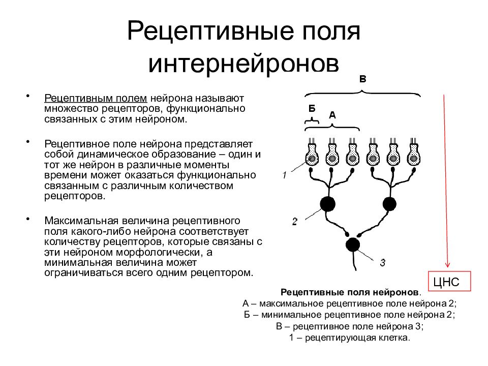 Рецептивное поле. Рецептивное поле физиология. Рецептивные поля ганглиозных нейронов. Рецептивные поля кожи. Рецептивные поля нейронов сетчатки.