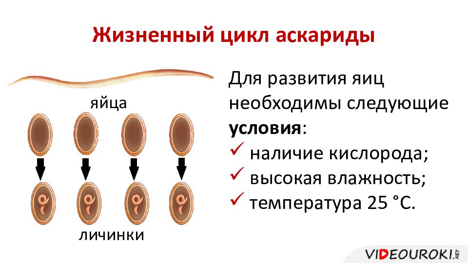 Жизненный цикл аскариды