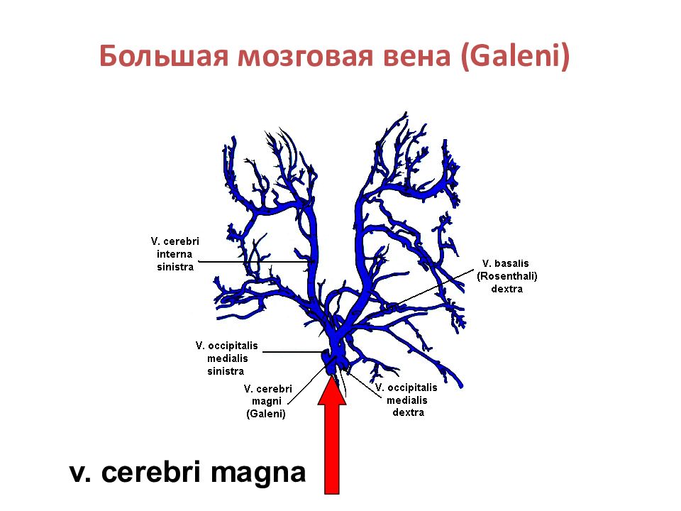 Схема вебера вены