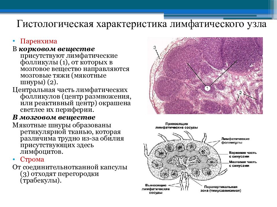 Лимфатический узел гистология рисунок с подписями