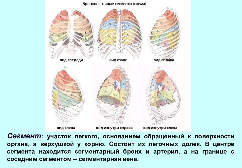 Участки легкого. Бронхолегочные сегменты легкого. Бронхолегочные сегменты Синельников. Бронхолегочные сегменты анатомия. Сегменты легких вид спереди.