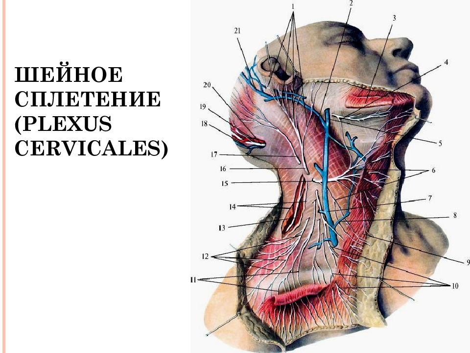 Дорсальный нерв лопатки иннервирует