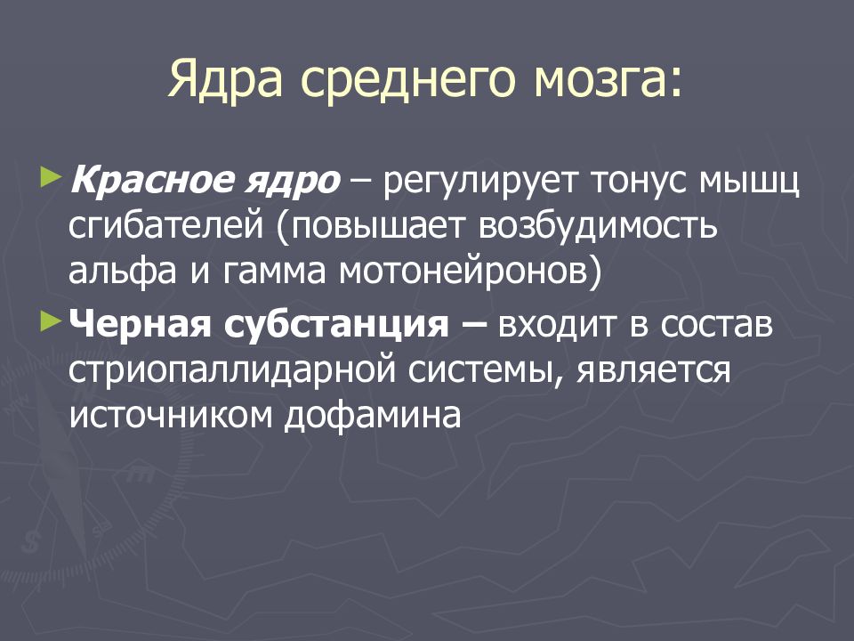 Функция красного мозга. Функции красного ядра среднего мозга. Красное ядро функции. Красное ядро регулирует тонус мышц. Роль красных ядер среднего мозга.