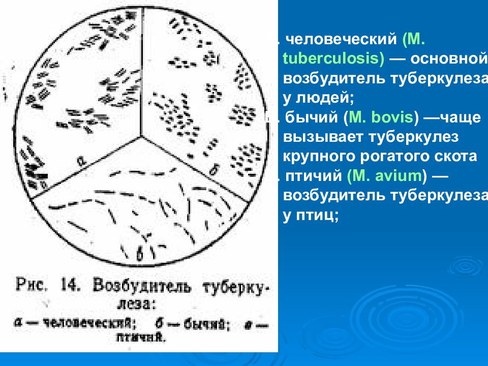 Возбудитель туберкулеза презентация