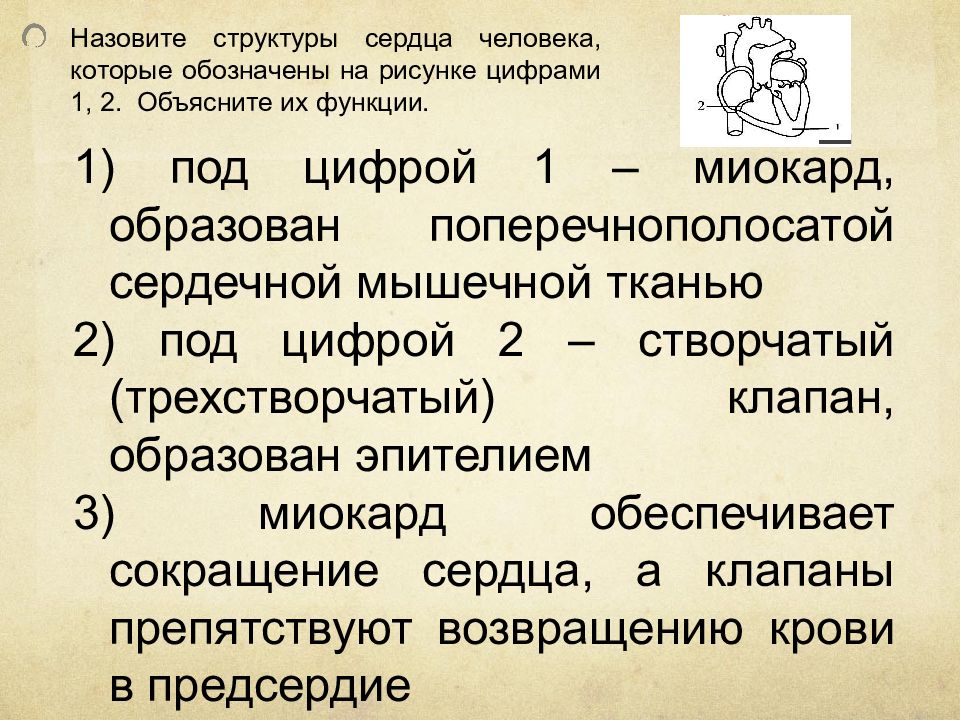 Назовите структуры сердца обозначенные на рисунке цифрами 1 2 объясните их функции