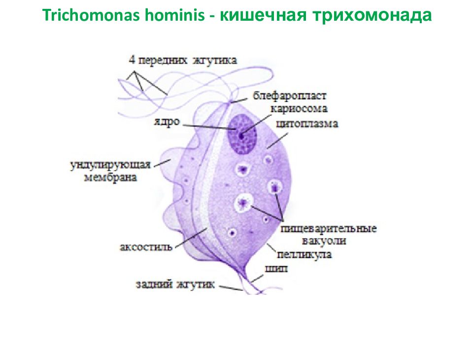 Трихомонада. Кишечная трихомонада Trichomonas Hominis. Трихомонада кишечная аксостиль. Трихомонада кишечная Тип. Кишечная трихомонада строение.