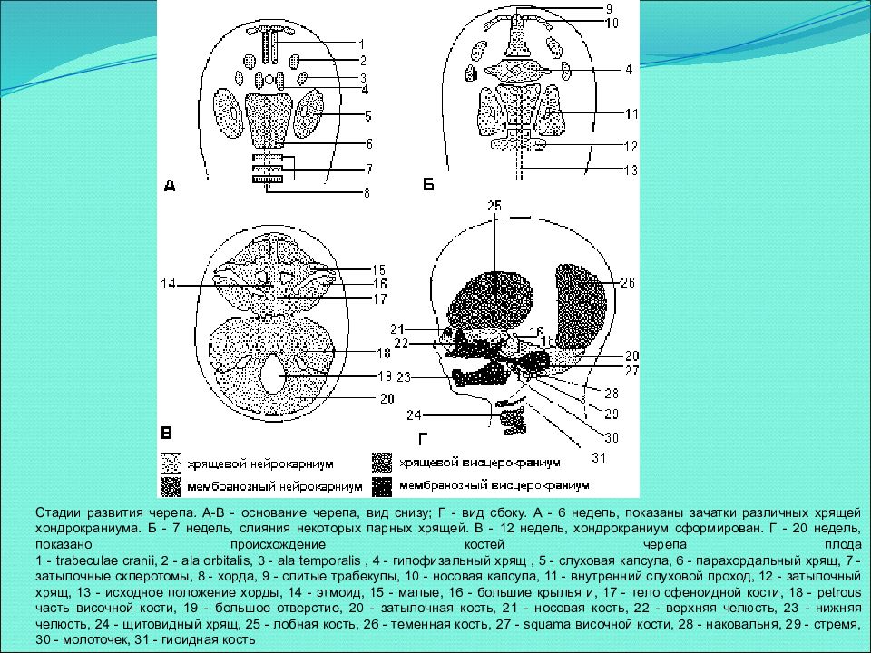 Развитие черепа в онтогенезе индивидуальные возрастные. Хрящевая стадия развития черепа. Стадии развития костей основания черепа. Формирование хрящевого основания черепа. Стадии развития черепа в онтогенезе.