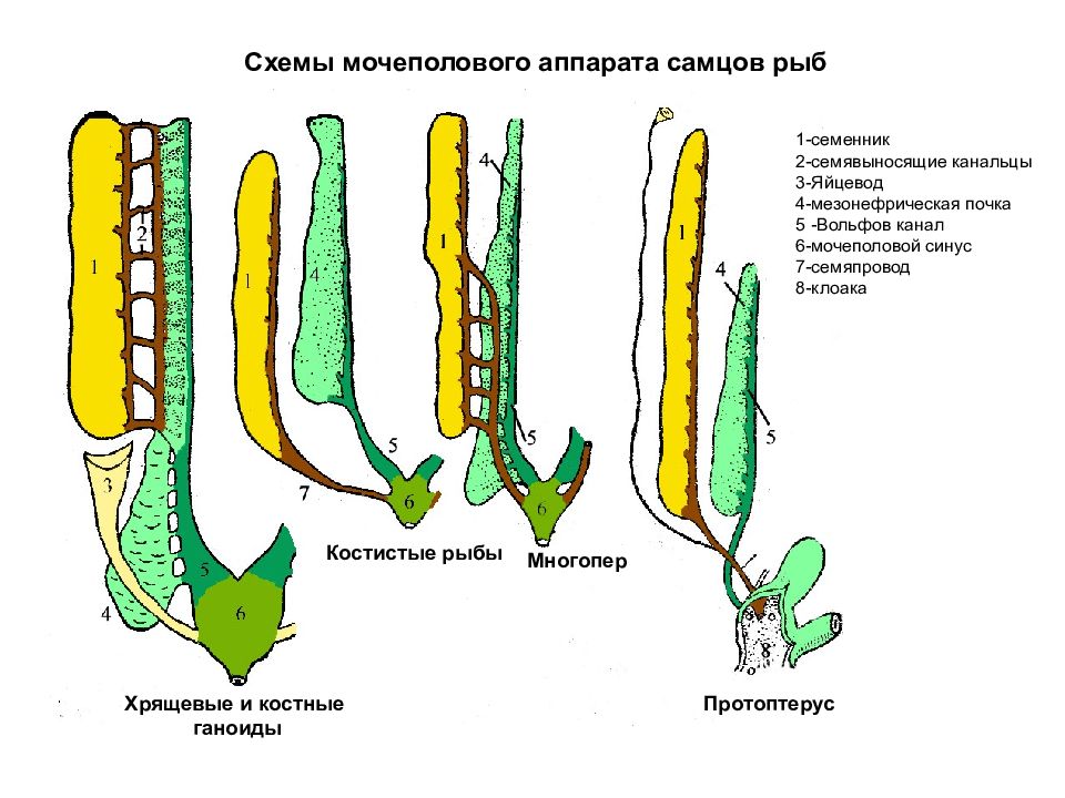 Половая система рыб