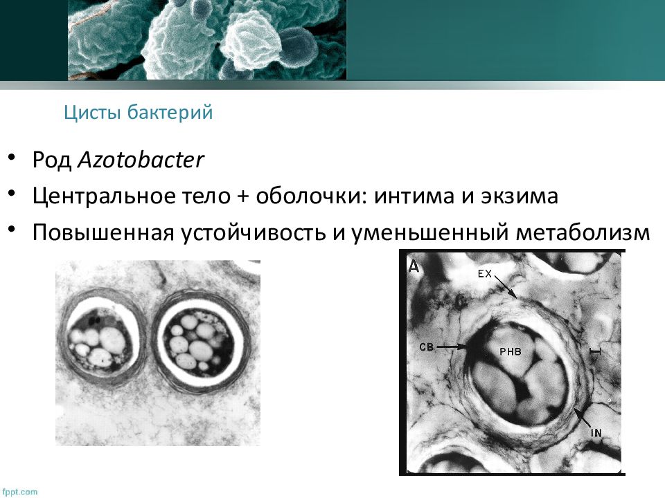 Роды бактерий. Бактерии образуют цисты. Цисты азотобактера. Стадия цисты. Образование цисты у бактерий.