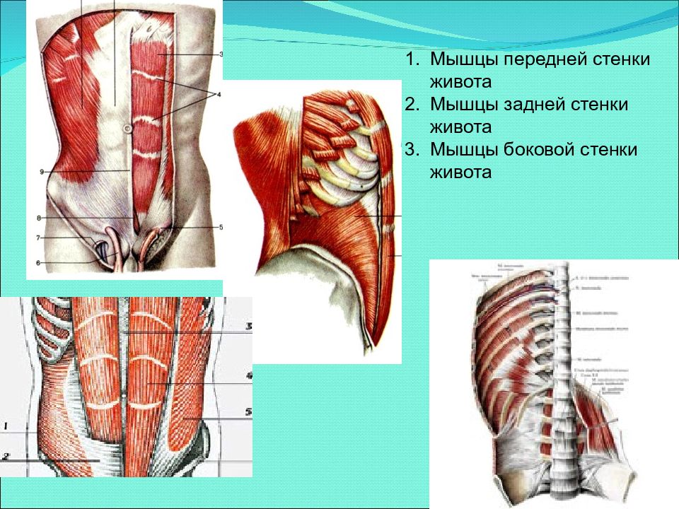 Мышцы образуют стенки. Мышцы образующие заднюю стенку живота. Мышцы живота передняя брюшная стенка. Мышцы задней стенки живота анатомия. Мышцы передней стенки брюшной полости.