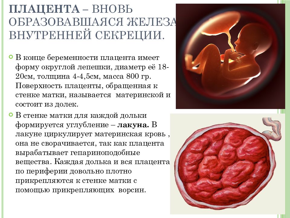 Оплодотворение и развитие плодного яйца презентация