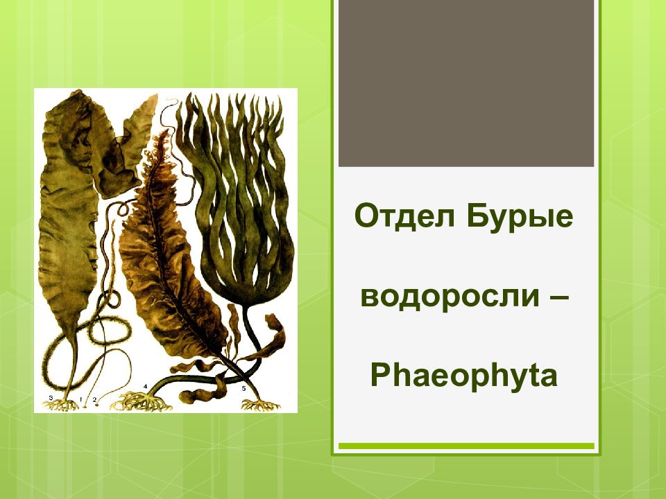 Отдел Бурые водоросли – Phaeophyta