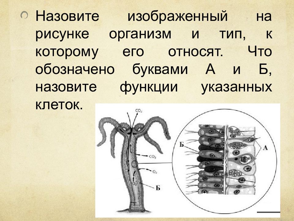 Как называется орган. Изображённый на рисунке организм — это. Назовите изображение на рисунке организм. Назовите организм, изображённый на рисунке. Что изображено на рисунке?.