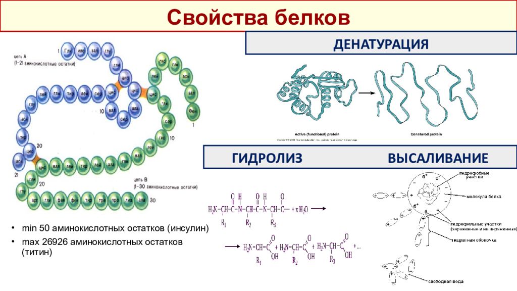 Белки входят в состав клетки. Электрические свойства белков. Денатурация водородная связь. Примеры гижрометическое белков св ва. Хим состав силикона.