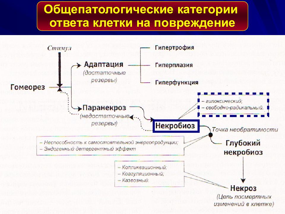 Повреждение клетки патофизиология презентация