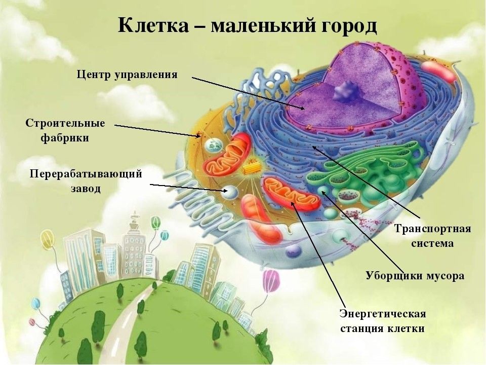 Строение клетки проект