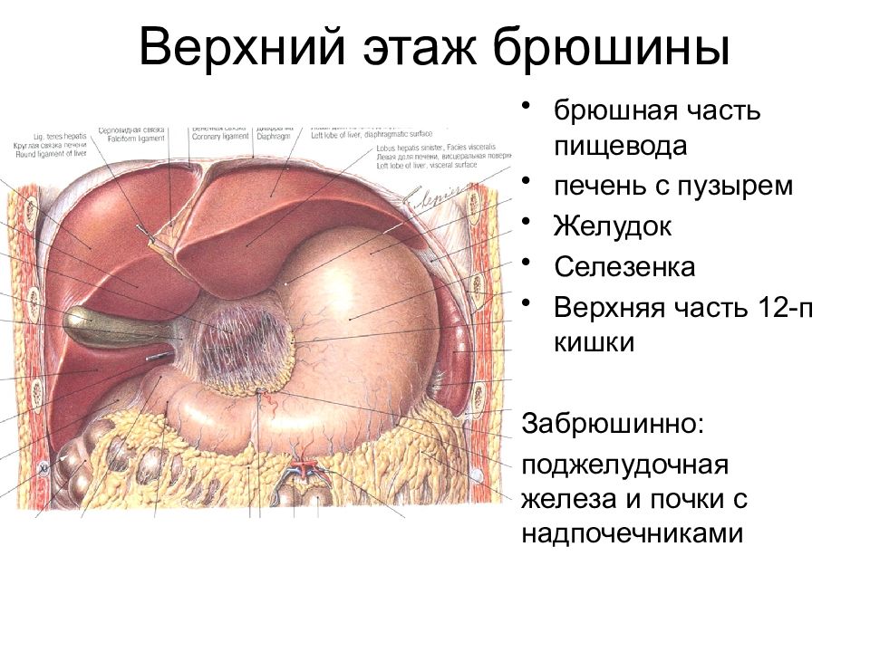 Почки в брюшной полости. Органы верхнего этажа брюшной полости. Верхняя часть брюшины. Полость живота брюшная полость полость брюшины.