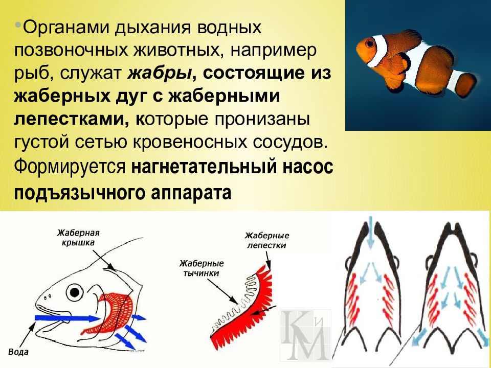 Эволюция органов дыхания у животных