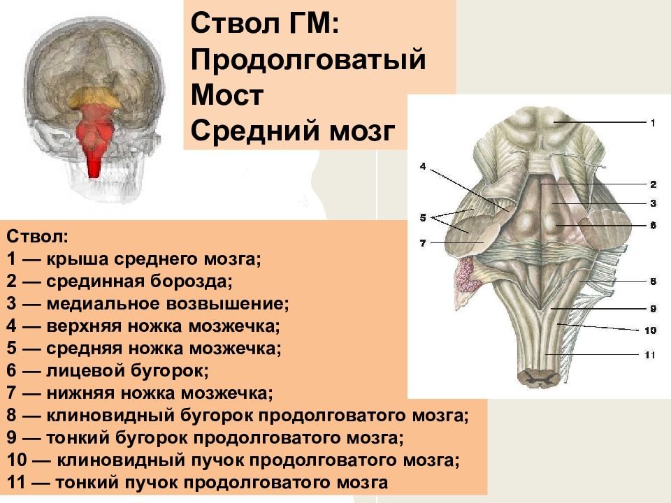 Варолиев мост где находится. Продолговатый мозг и варолиев мост. Нервы продолговатого мозга. Перешеек мозга. Варолиев мост картинки для презентации.