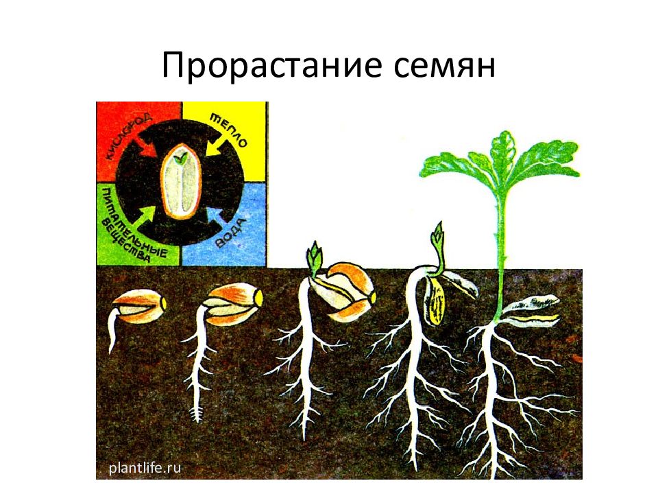 Определи последовательность развития растения из семени. Прорастание семян. Этапы роста семян. Процесс развития растений. Этапы роста растений.