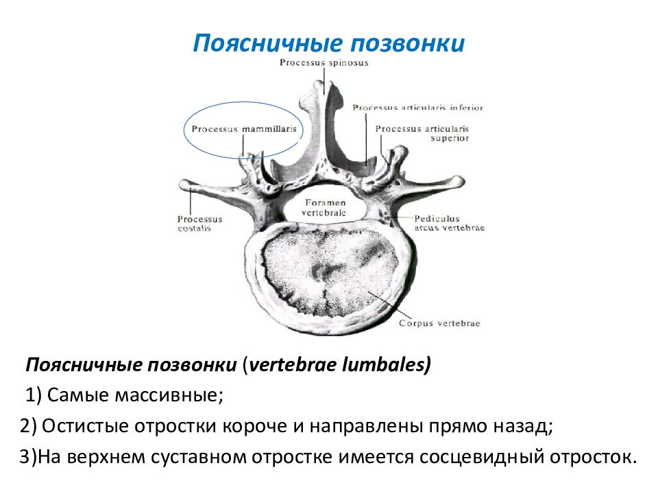 Поясничный позвонок. Поясничный позвонок вид сбоку и сверху.